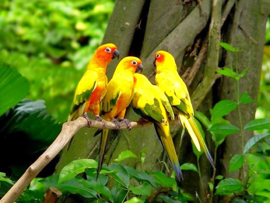 Activating Thoughts Beautiful Parrots Wallpapers