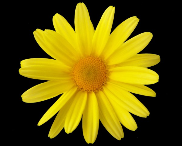 Yellow Daisy Flower Image HD Wallpaper On Picsfair