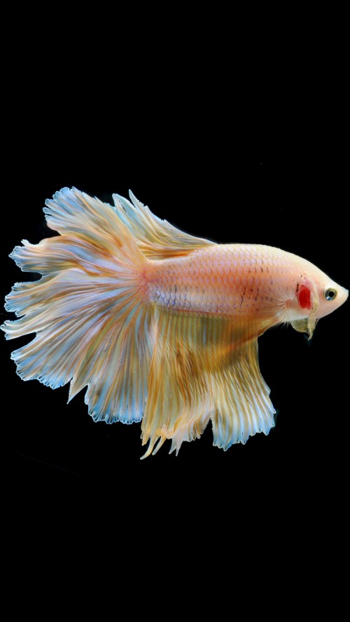 iPhone 6s Wallpaper With Gold Albino Betta Fish In Black Background