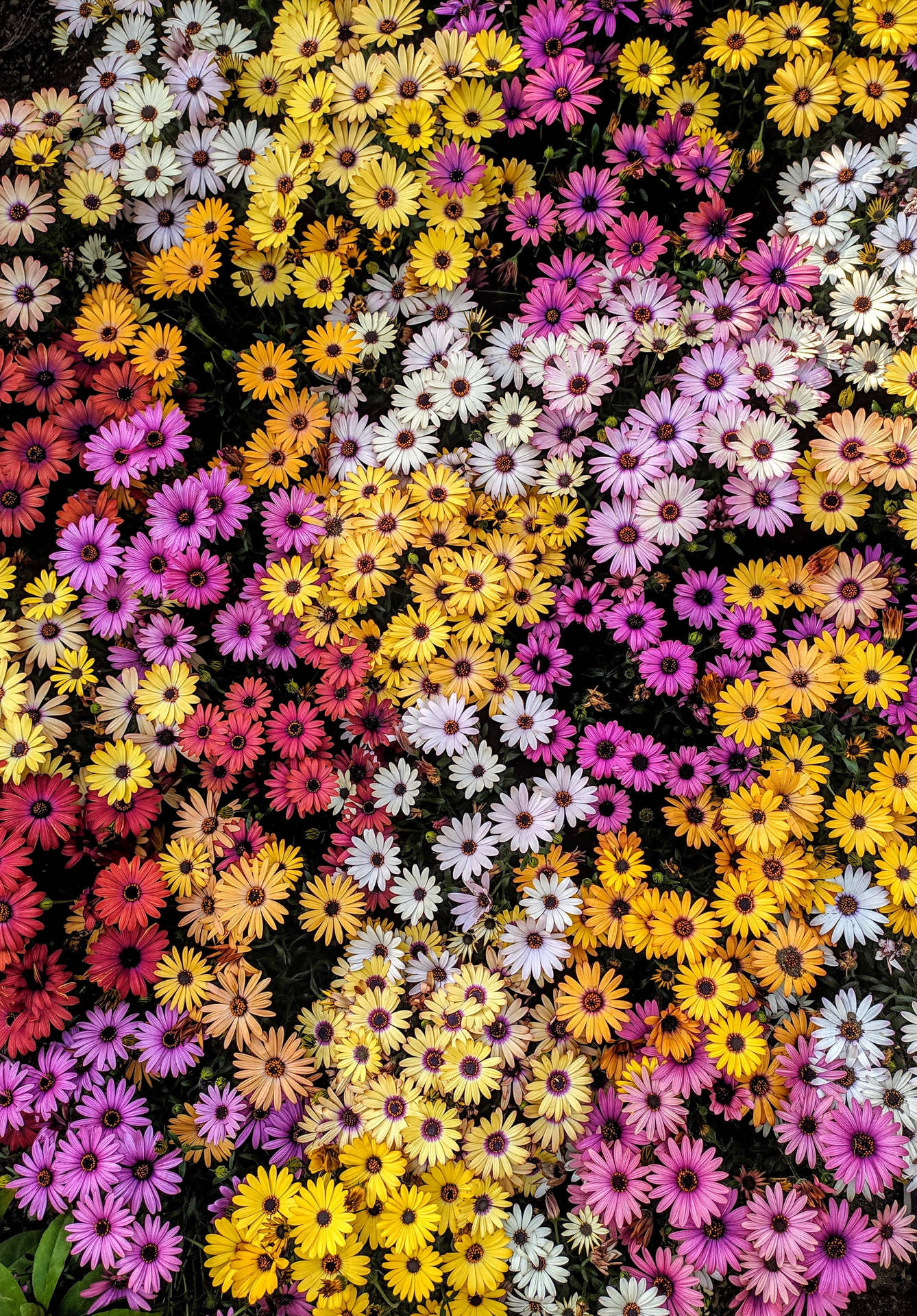 Daisy Aesthetic Wallpaper