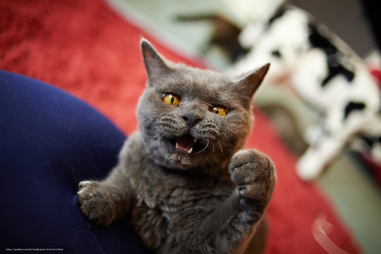 Wallpaper Angry Cat Catzilla Desktop In The
