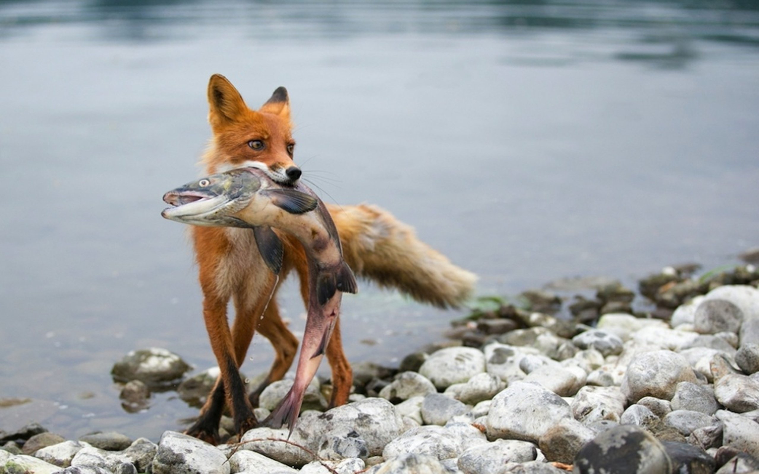 Hunting Fishing Fox Wallpaper