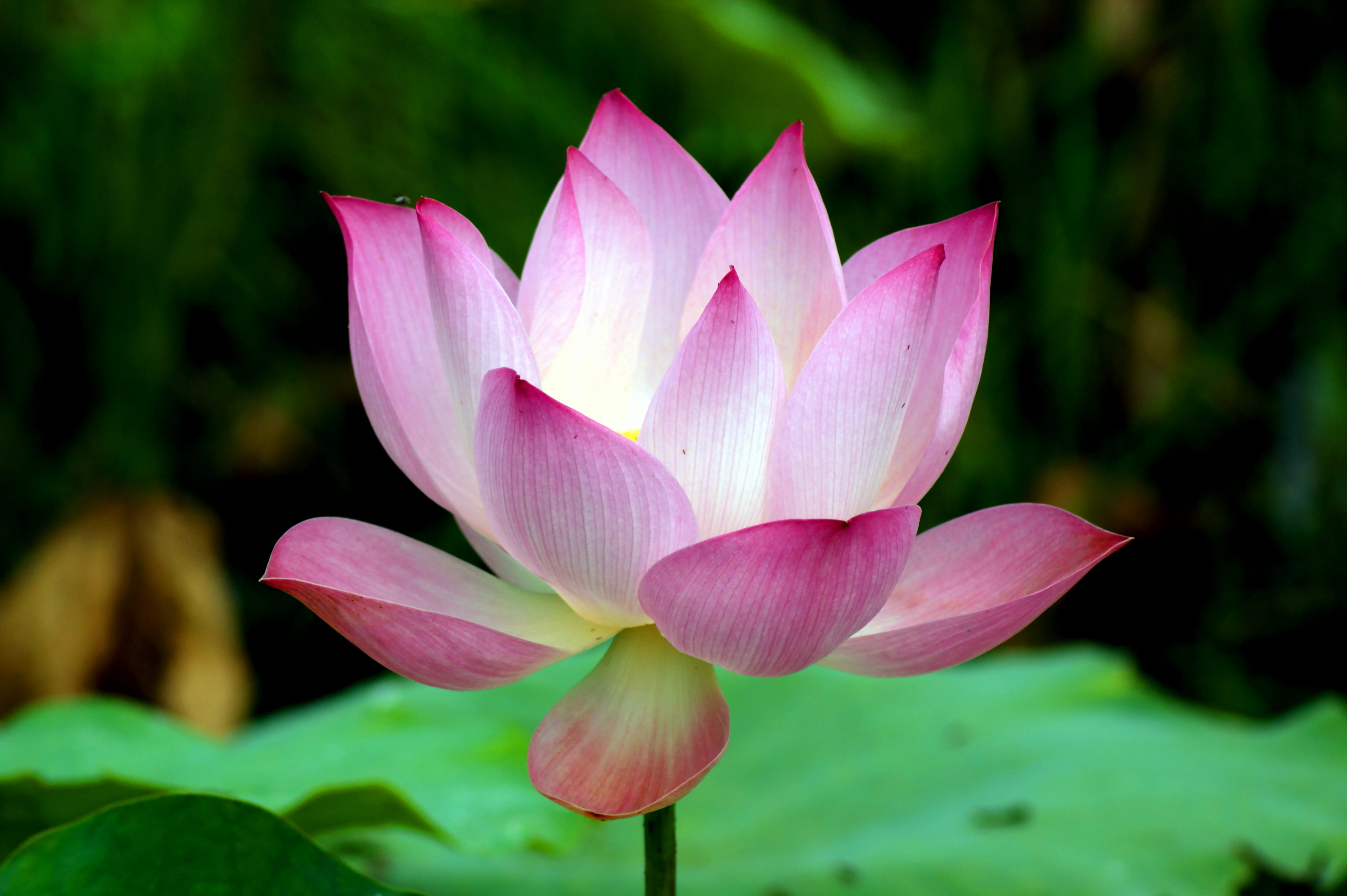 HD Wallpaper Selective Focus Photo Of Pink Lotus Flower Siem
