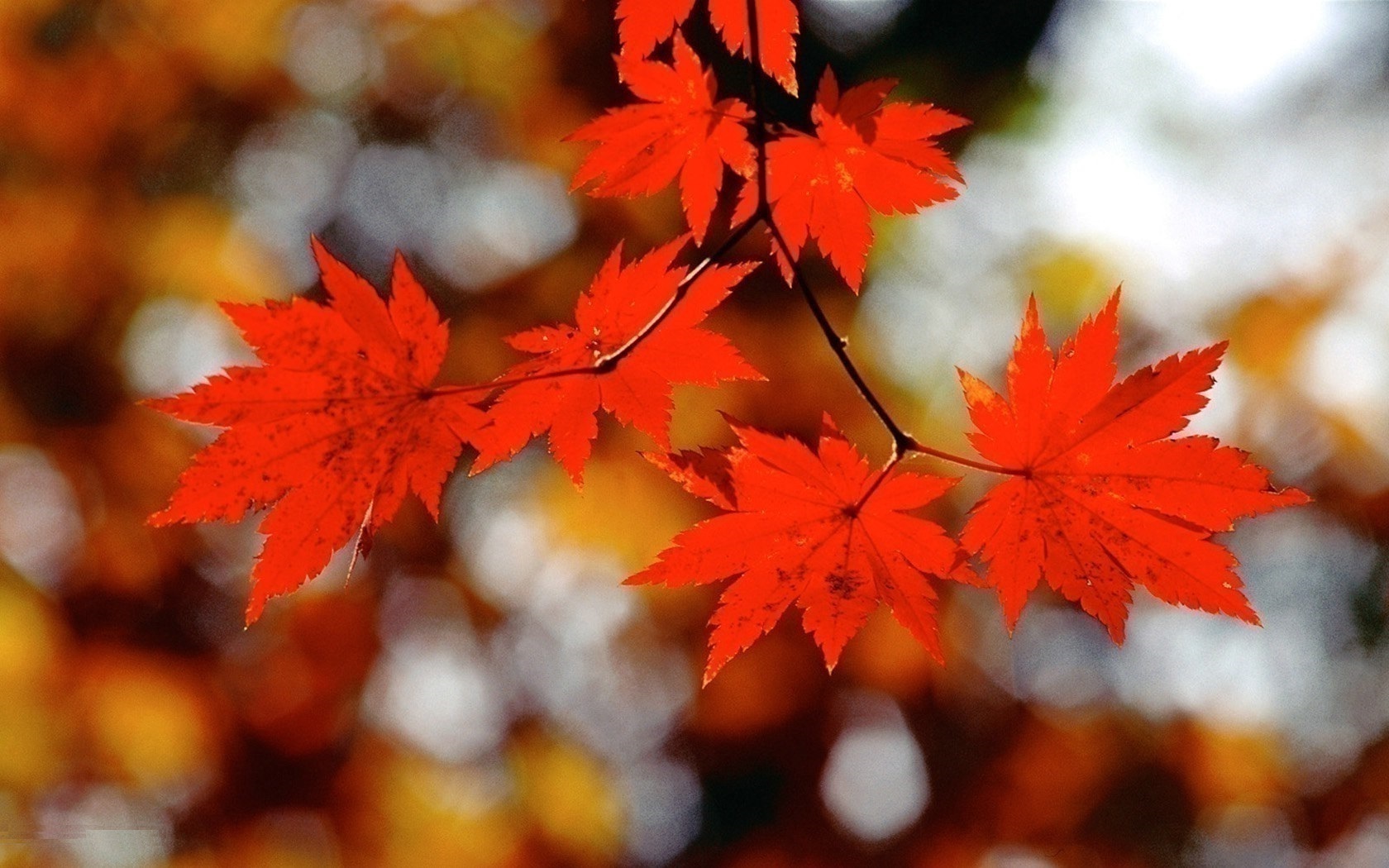 Autumn Leaves HD Wallpaper This