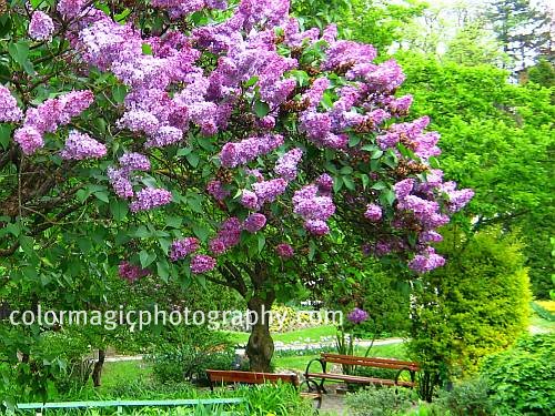May lilac time lilac photos