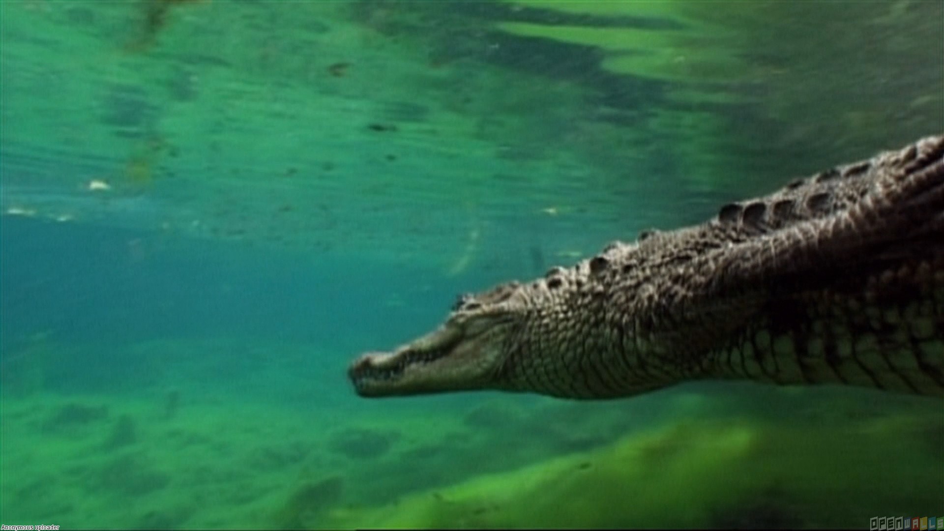 Gator alligator cayman crocodile nature pets predator HD phone  wallpaper  Peakpx