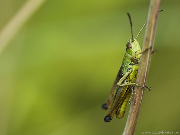 My Wallpaper Nature Grasshopper