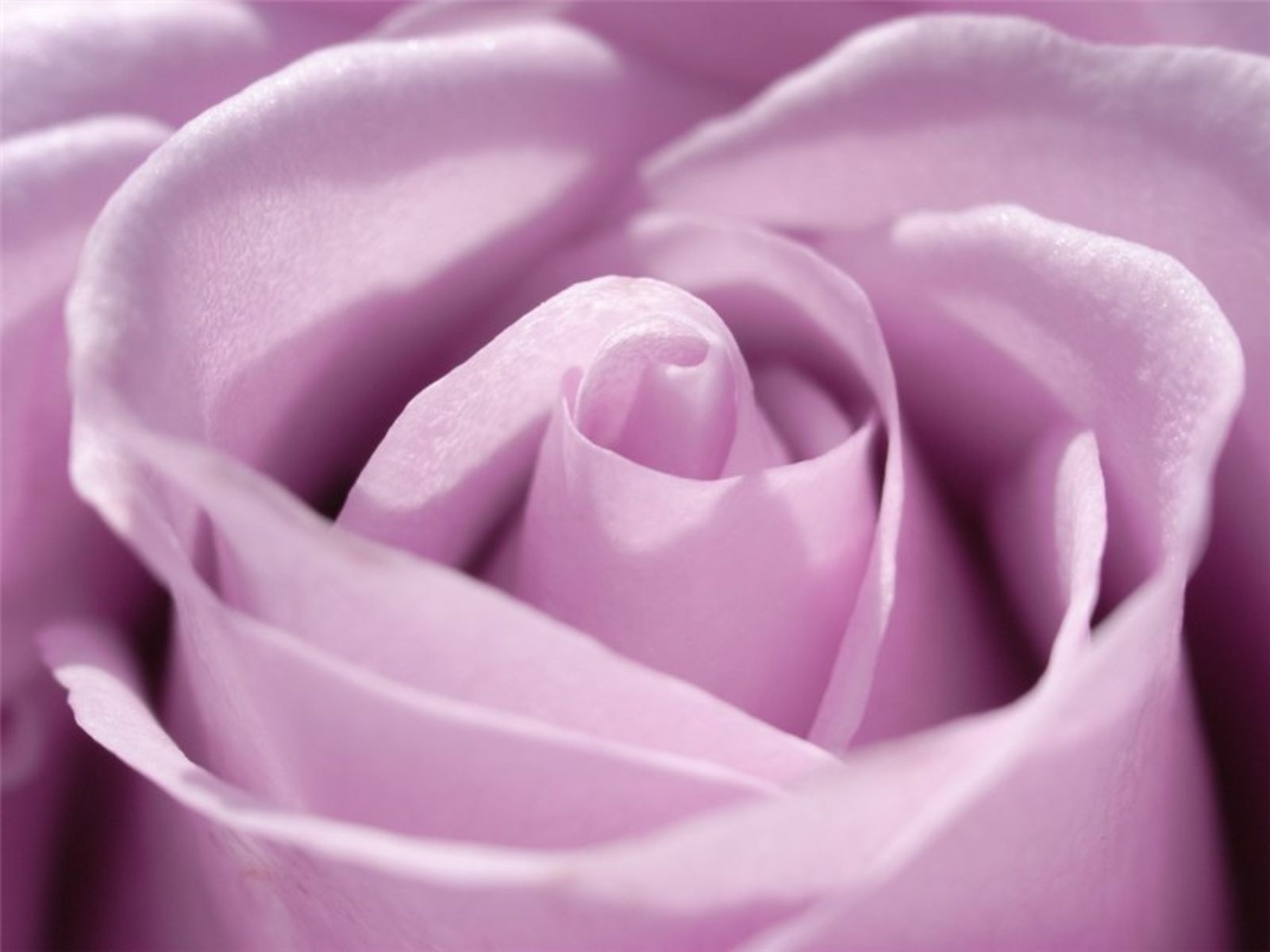 Close-up of a delicate purple rose, showcasing its velvety petals and intricate spiral formation