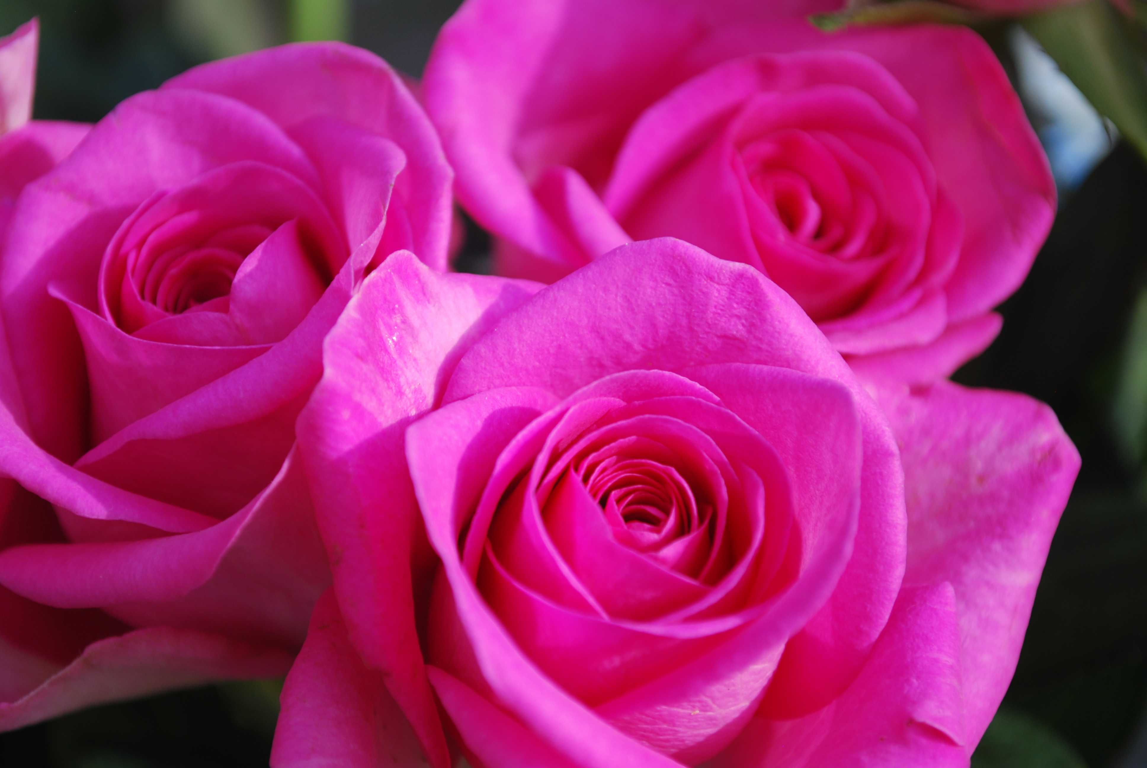 Rose Wallpaper Flower