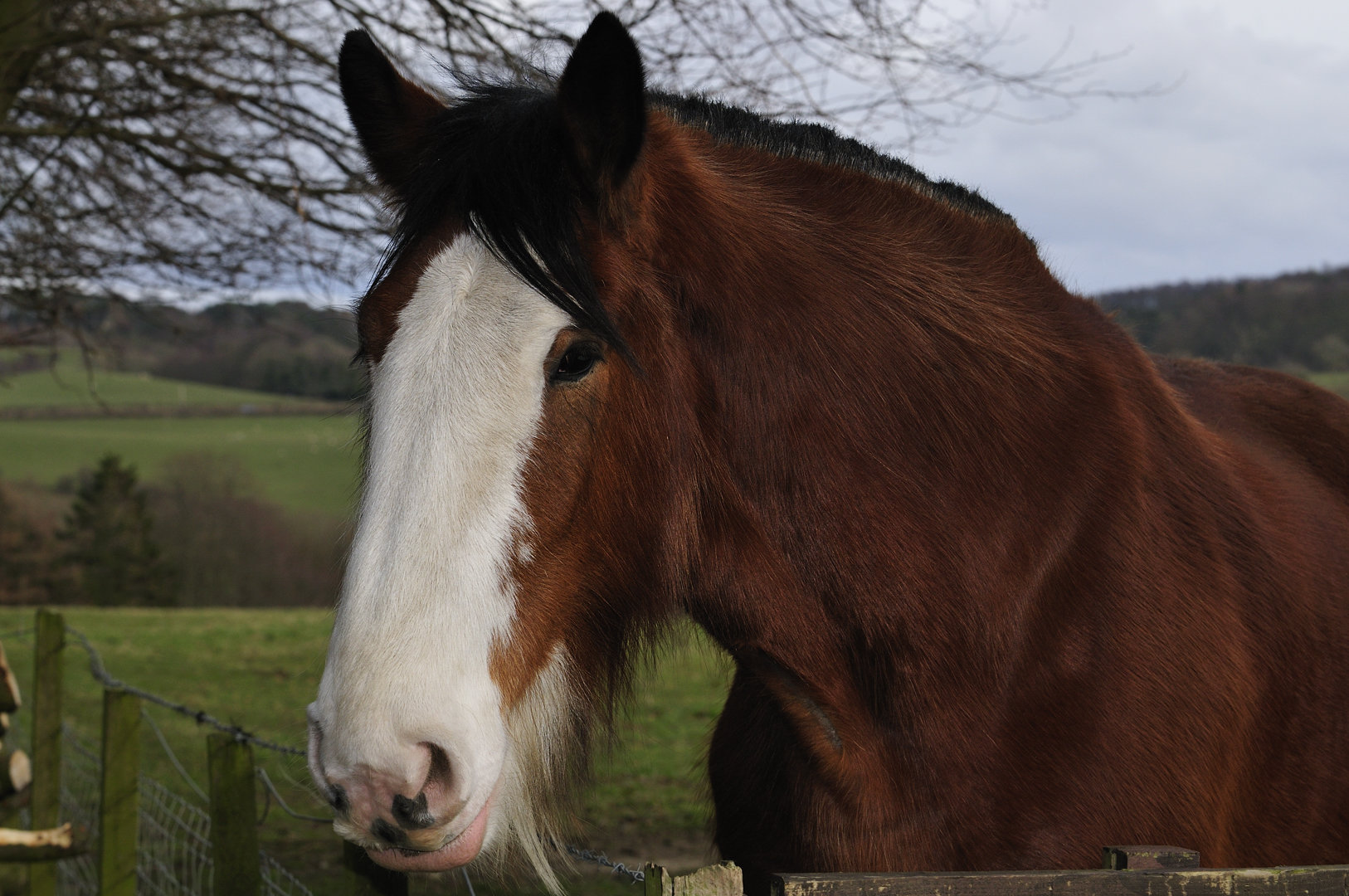 Clydesdale Horse Wallpaper Clydesdale face by westlothian