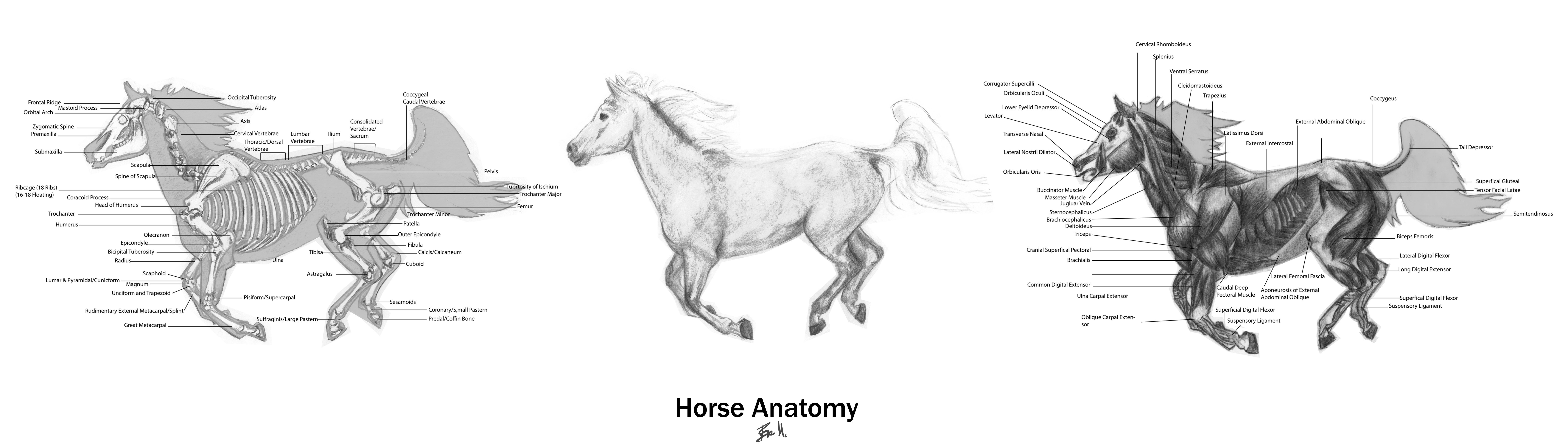 Animal Anatomy Horse By 89ravenclaw