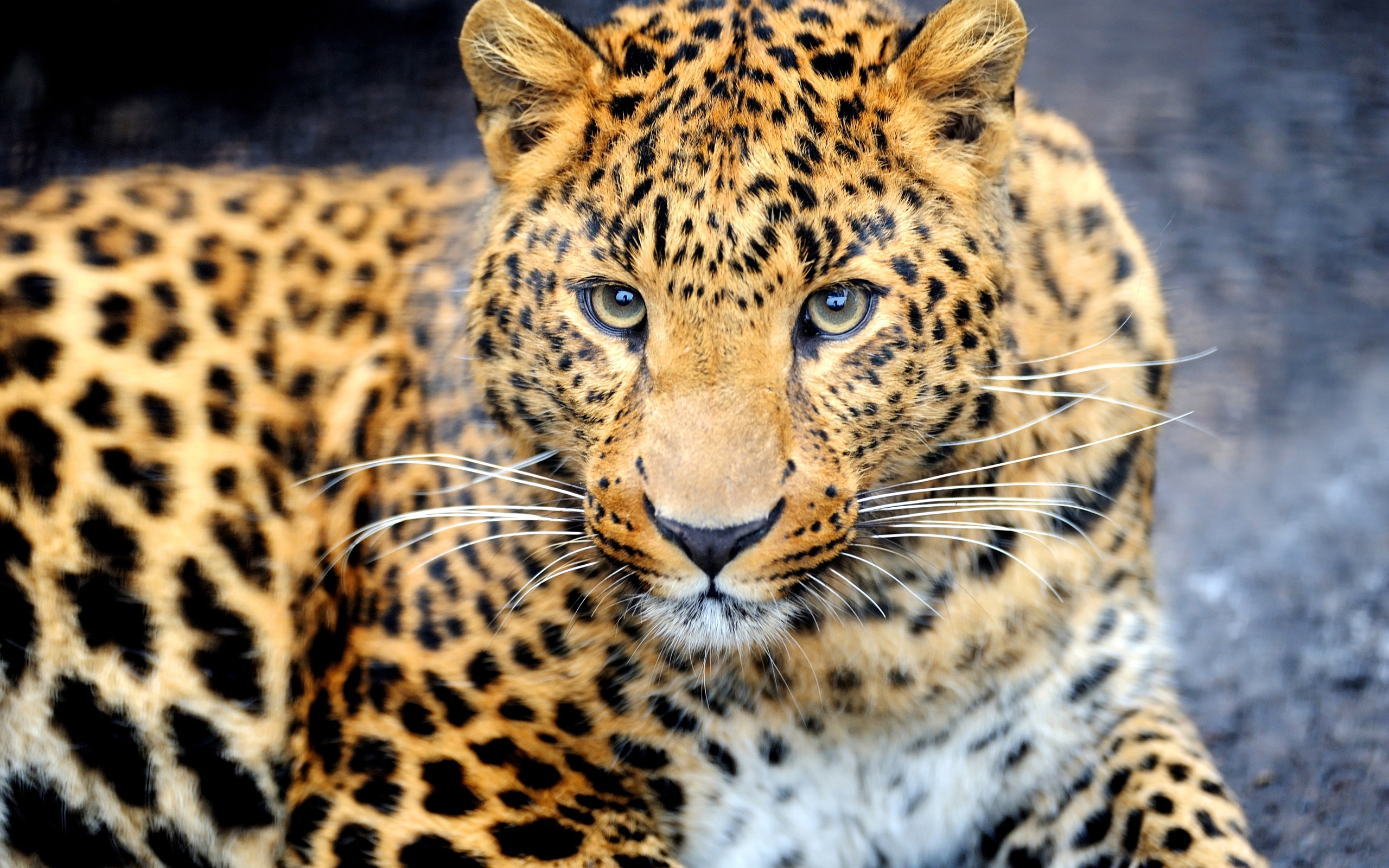 Predator Animal Leopard Wallpaper Background