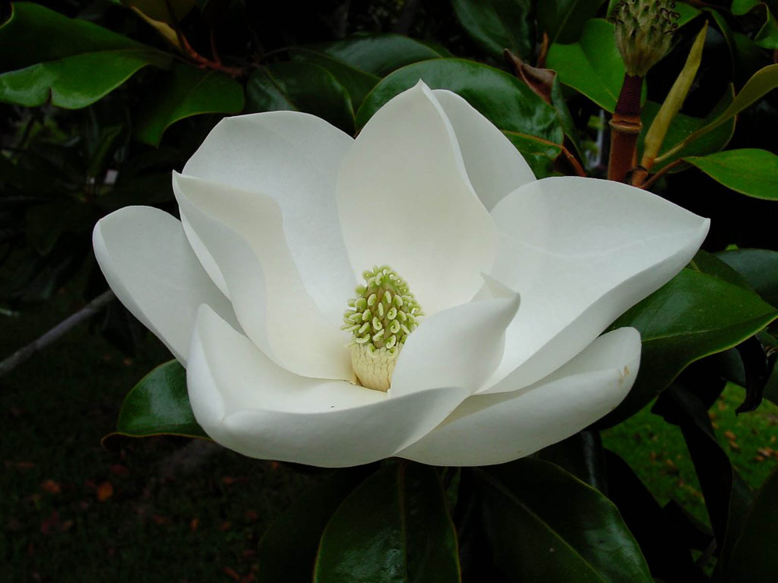 Magnolia Blossom Desktop Wallpaper