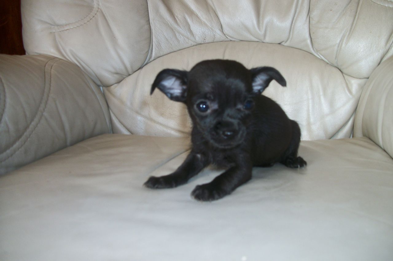 Black And Chihuahua Puppy X Kb Jpeg
