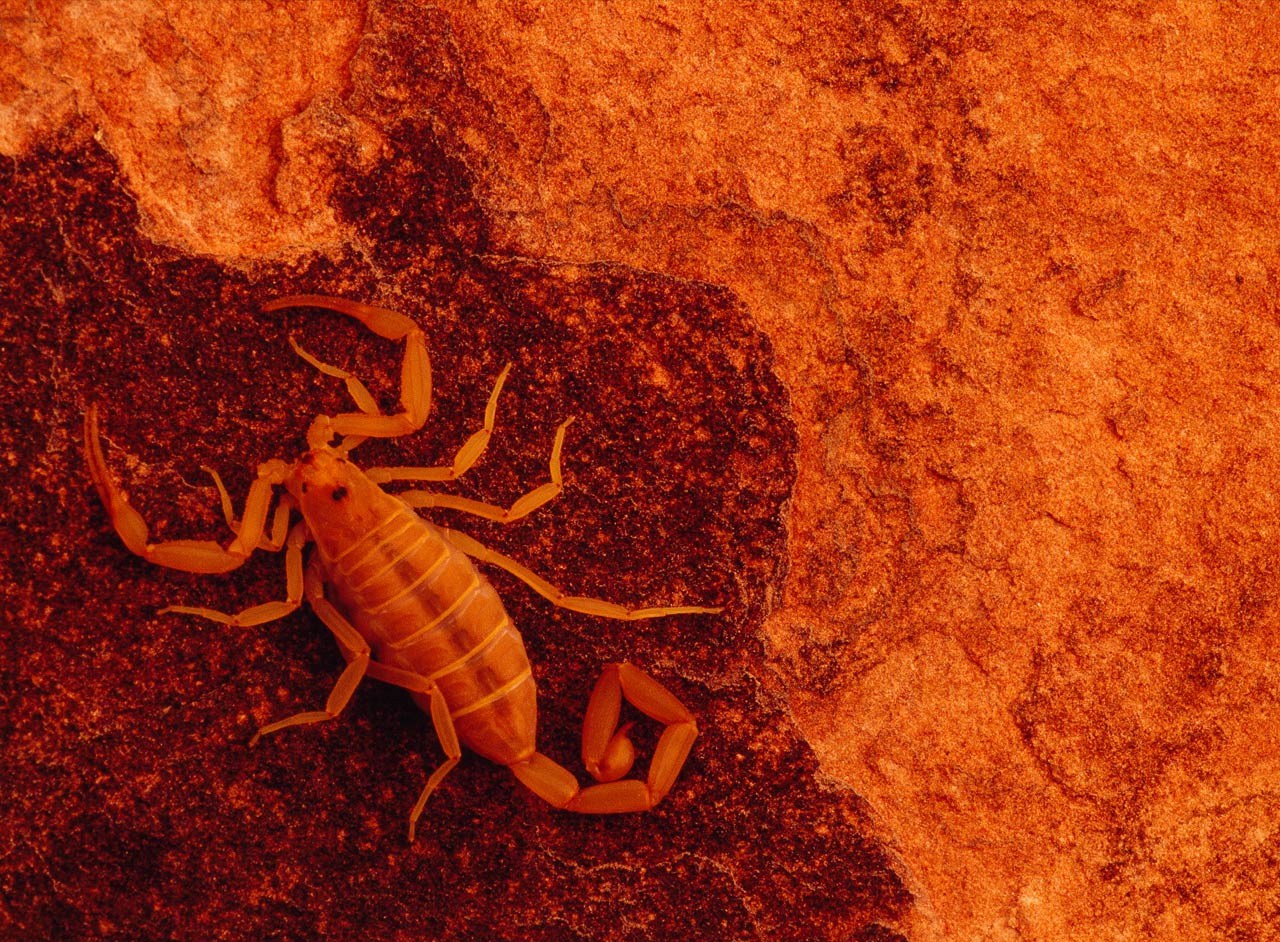 Yellow Scorpion Wallpaper