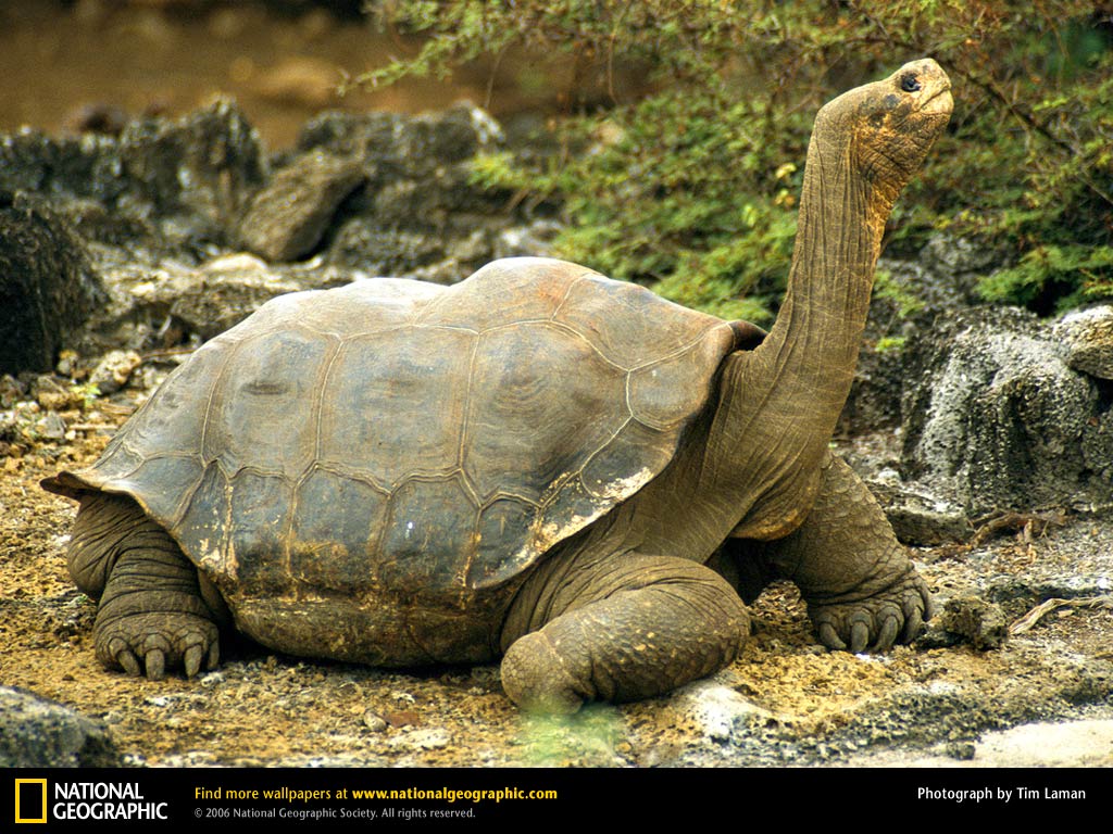 An Elderly Galapagos Tortoise Pics