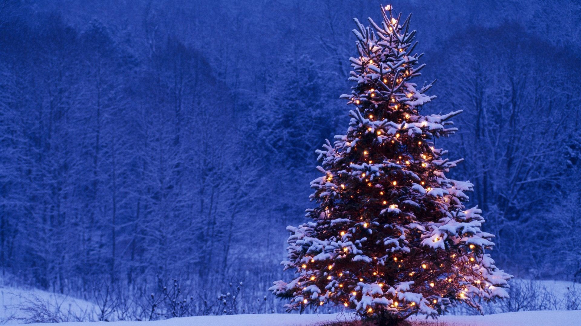 A snow-dusted Christmas tree illuminated with warm, glowing lights, set against a backdrop of a snowy forest at dusk