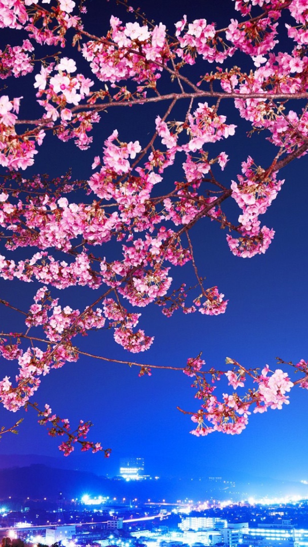 Anime Cherry Blossom Wallpaper