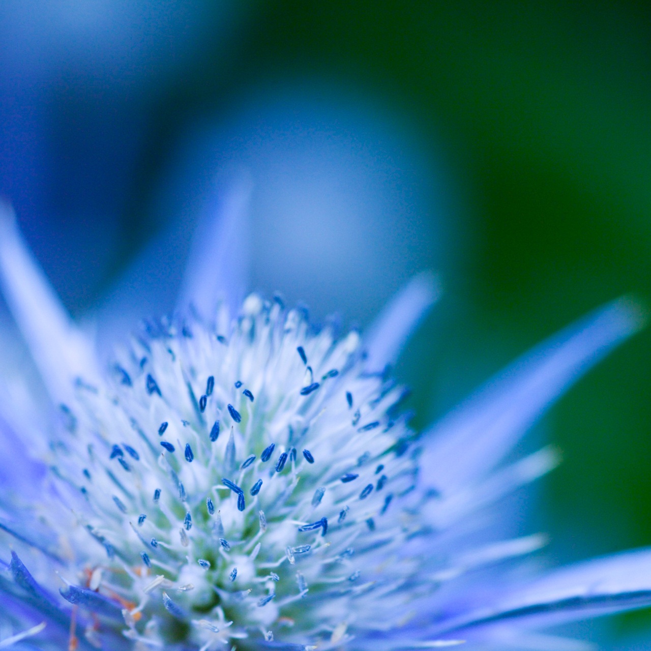 Bloom Background Dev Alpha Bb10 Z10 Q5 Q10 Wallpaper