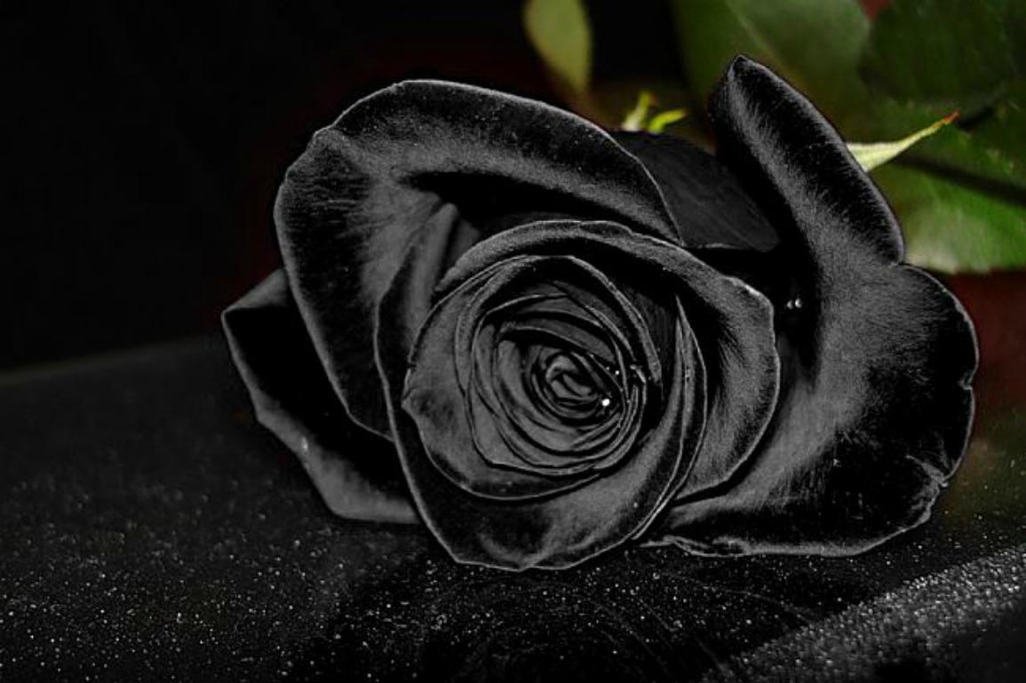 Black Rose Wallpaper HD Desktopinhq