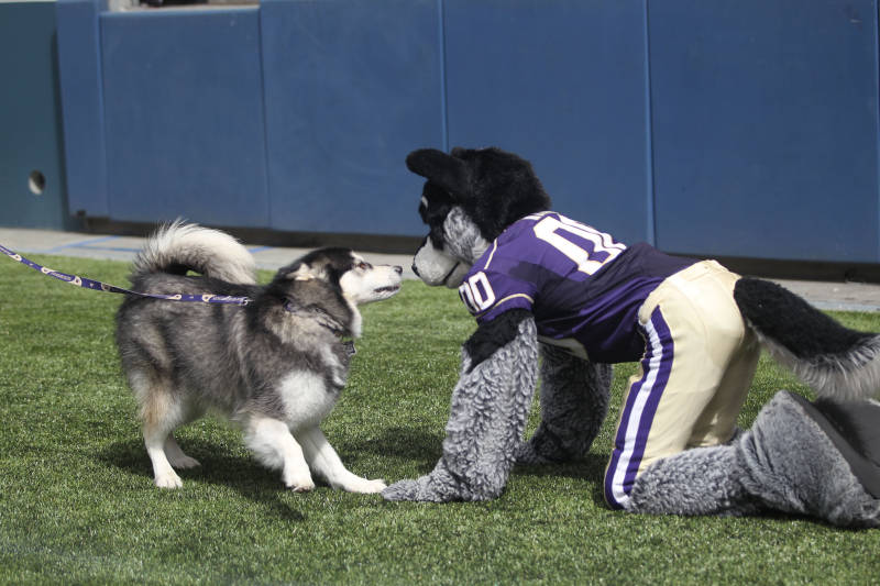 Band Cheer Mascot University Of Washington Official Athletics Site