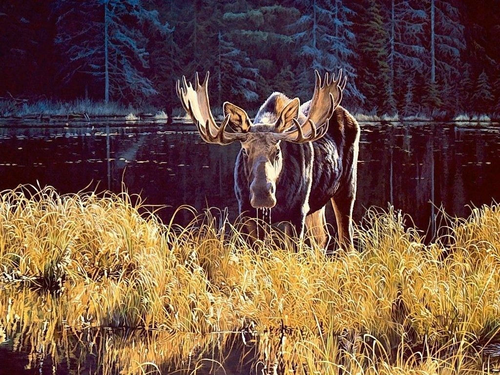 deer wallpaper deer images and animal desktop backgrounds 100 free