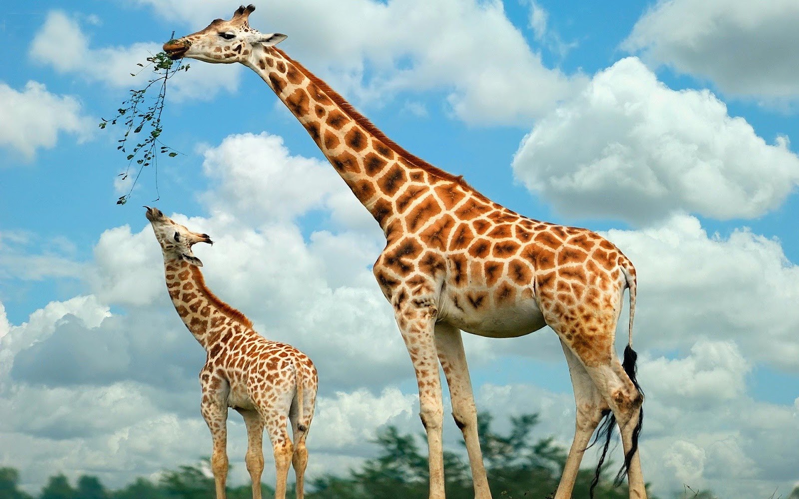 HD Giraffes Wallpaper With Eating Background Jpg