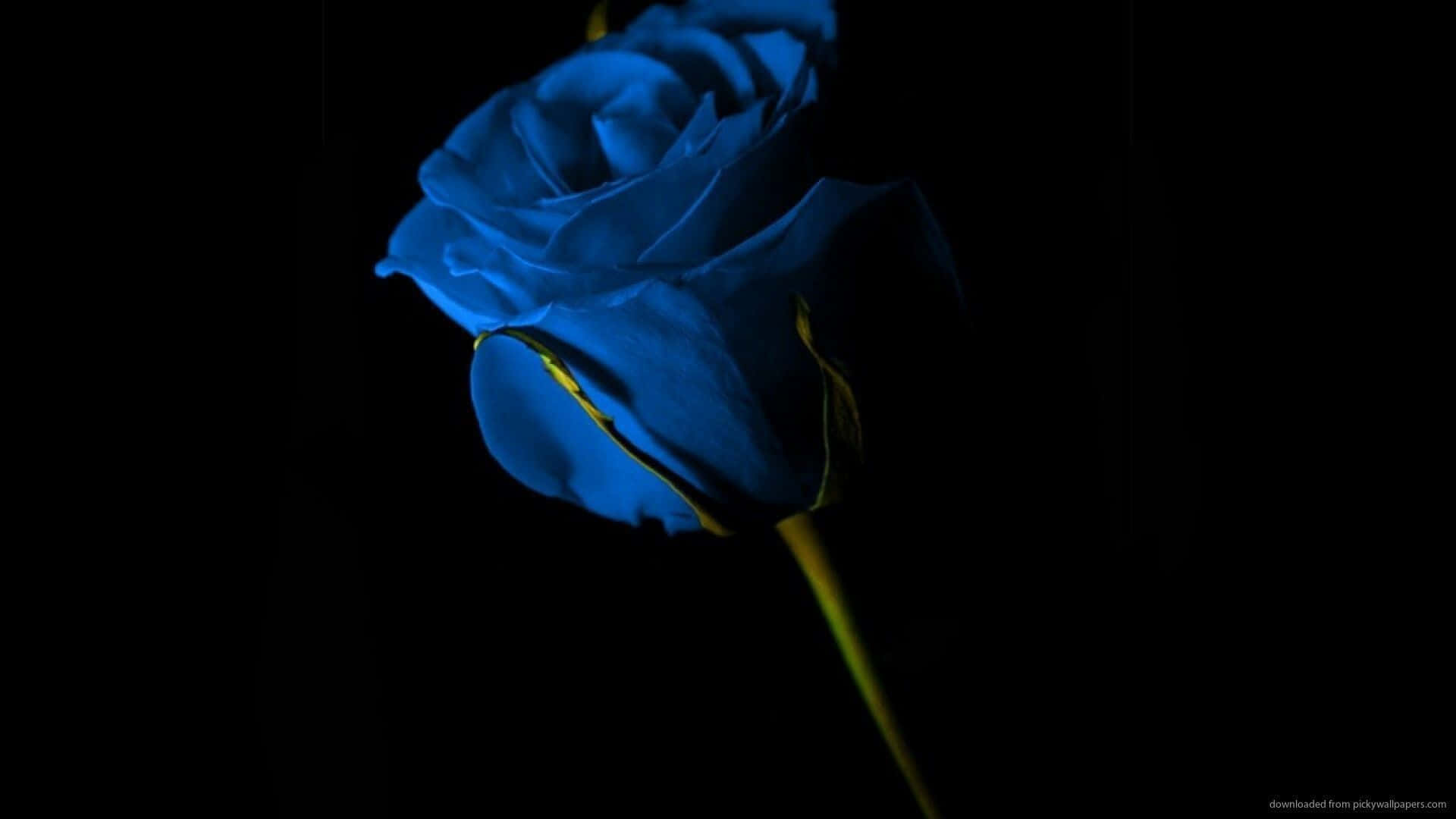 Dark Blue Rose Abstract Wallpaper