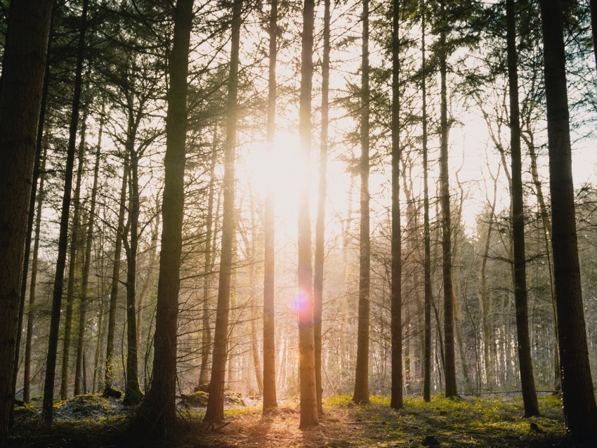 Forest Sun Blinding Bright Glare Rays Trees Background Toppng
