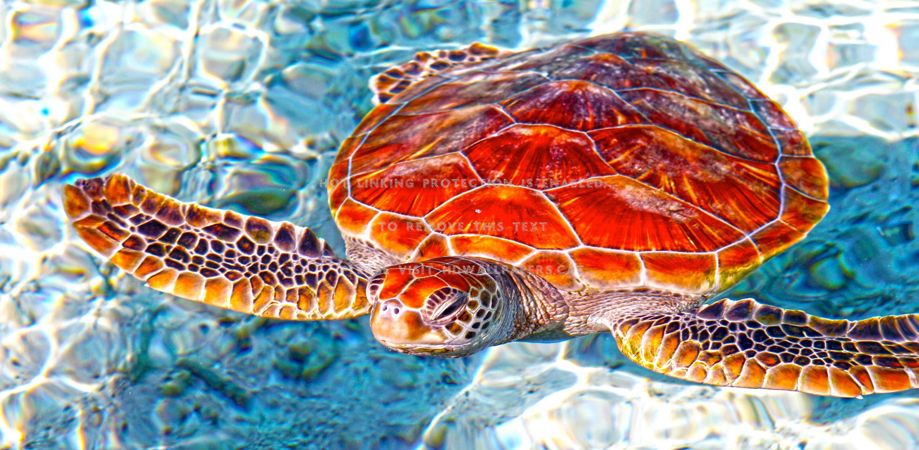 Sea Turtle In Blue Lagoon Bora Tahiti Honu