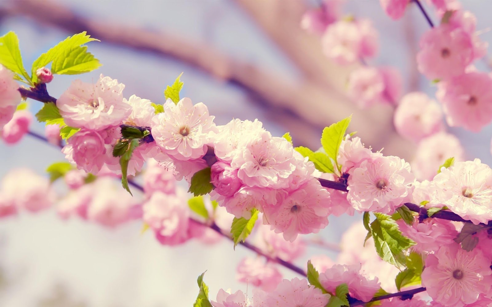 Wallpaper Pink Cute Flowers