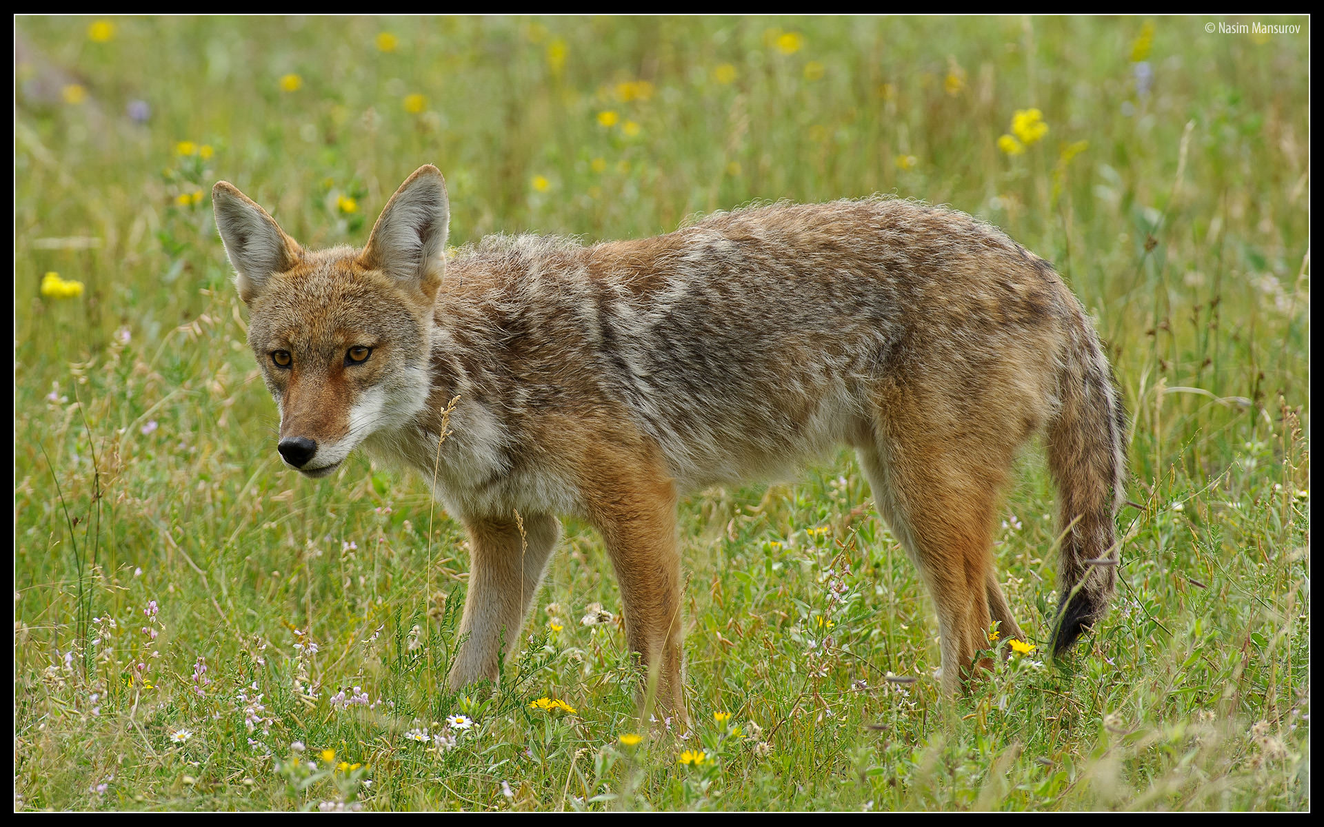 Coyote Wallpaper Wildlife Naturearts Image Desktop