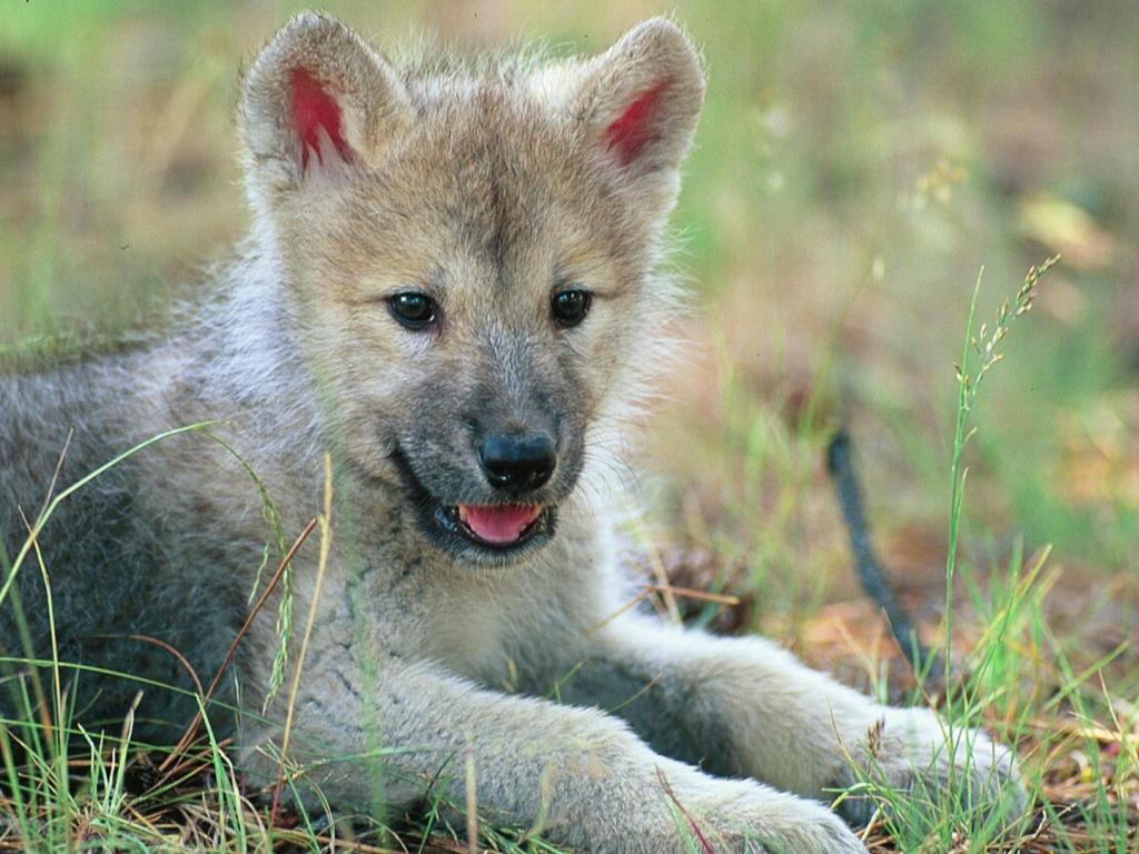 Wolves Wolf Cub Wallpaper