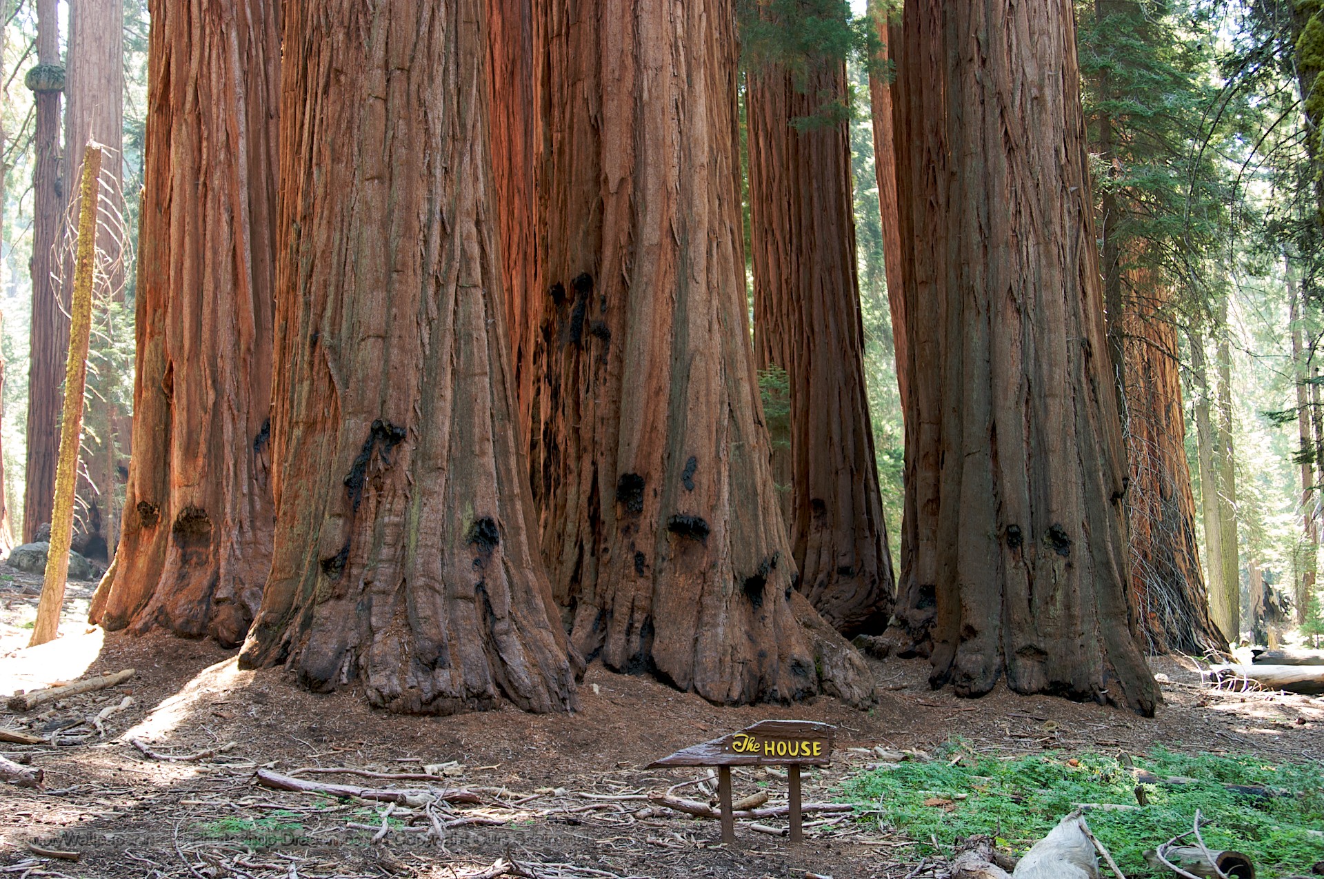 Sequoia Redwood Trees Giant Forest Light