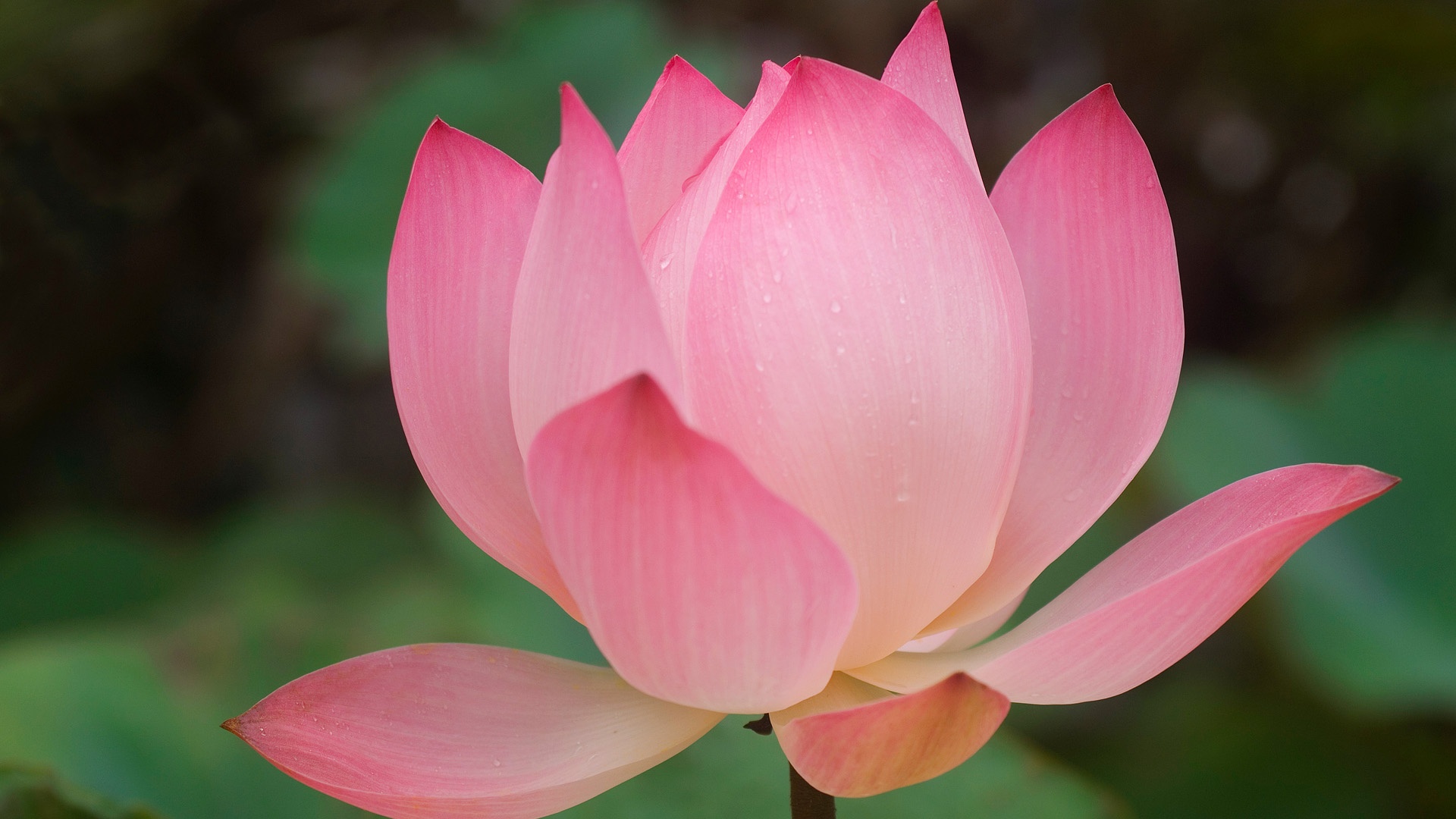 Lotus Flower Wallpaper HD Desktop