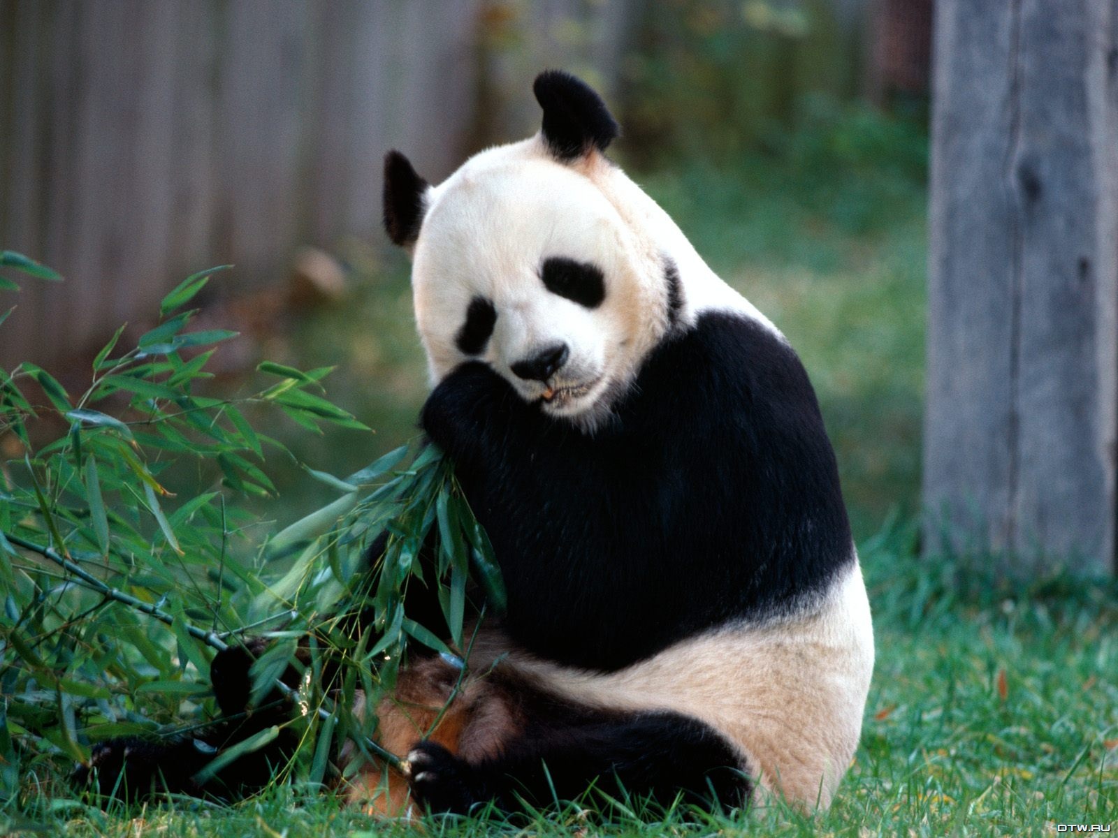 Wallpaper Panda Baby For