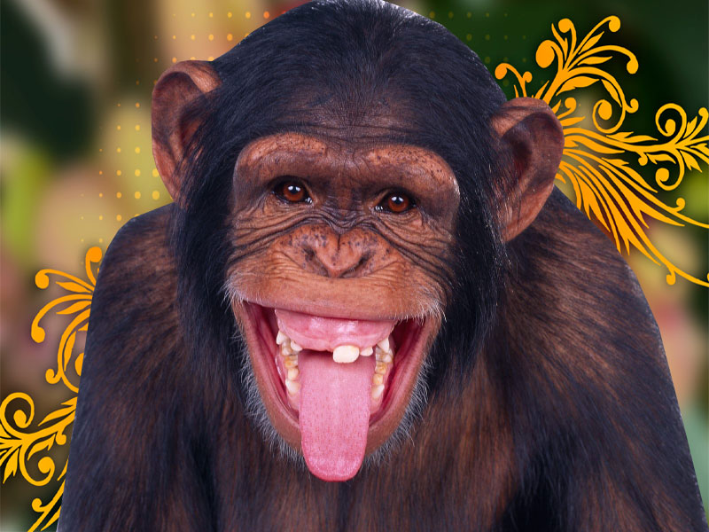 Monkey HD Wallpaper And Background