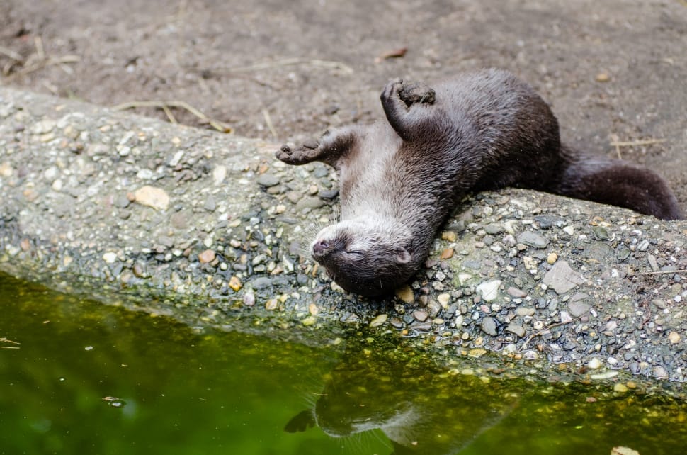Oriental Small Clawed Otter Image
