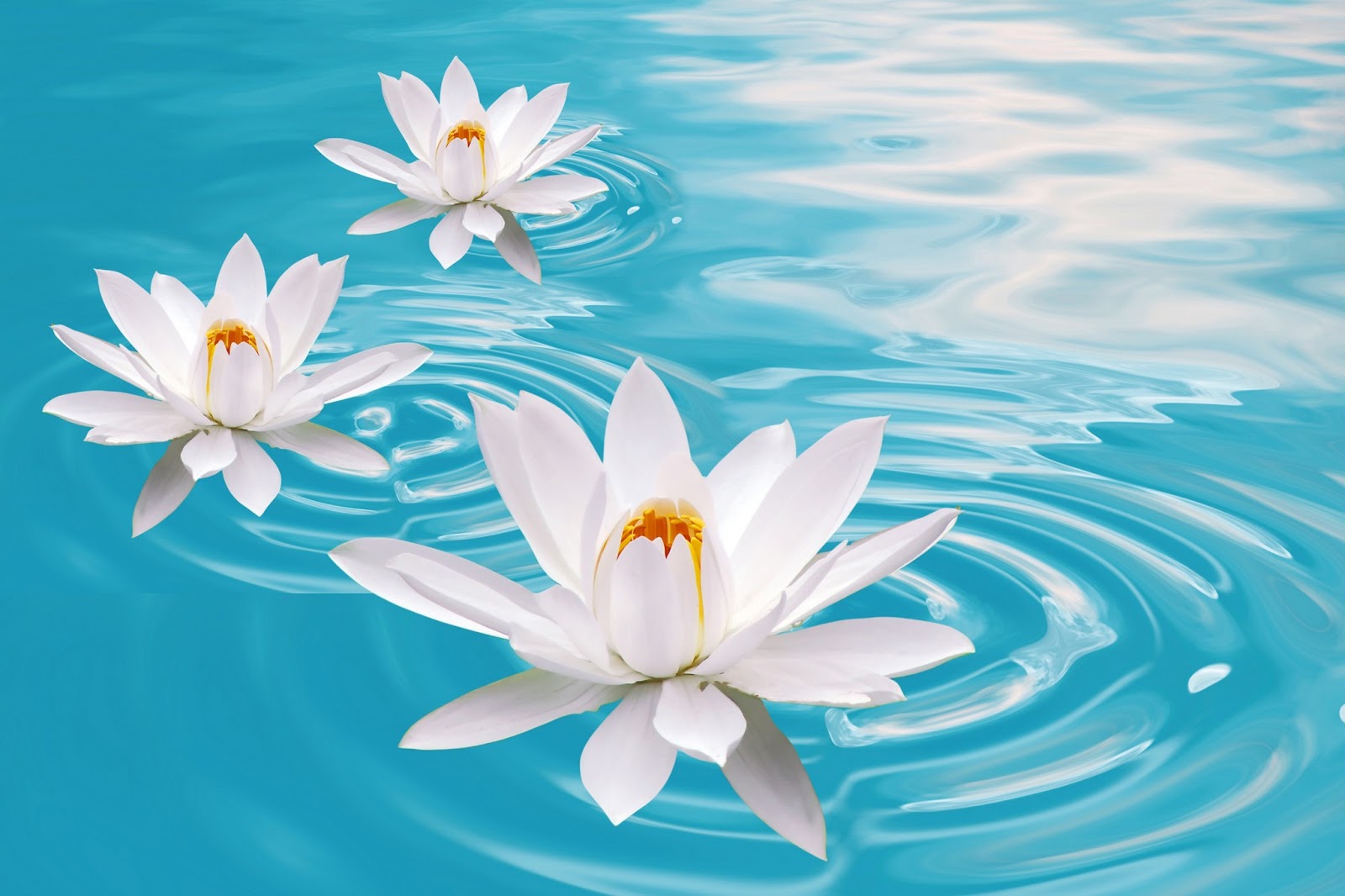 flower lotus Live Wallpaper  free download