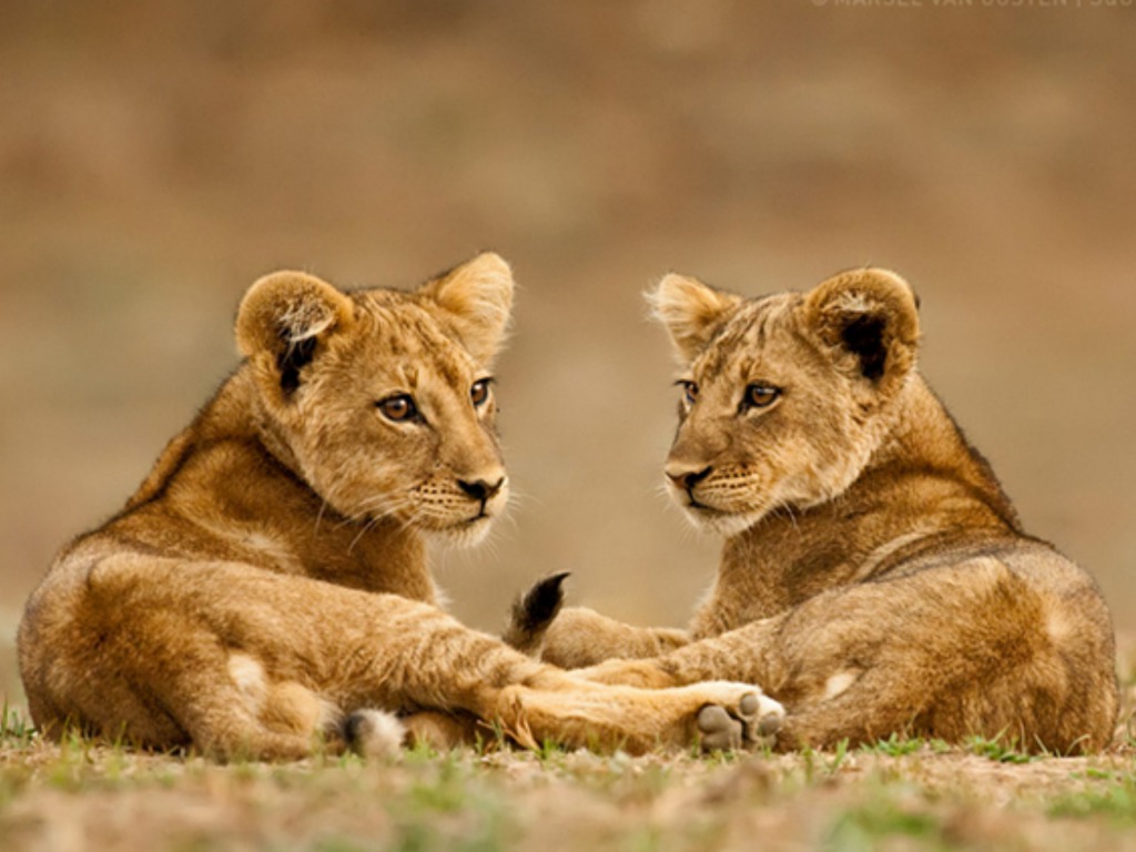 Lion Cubs Pictures HD Wallpaper Image