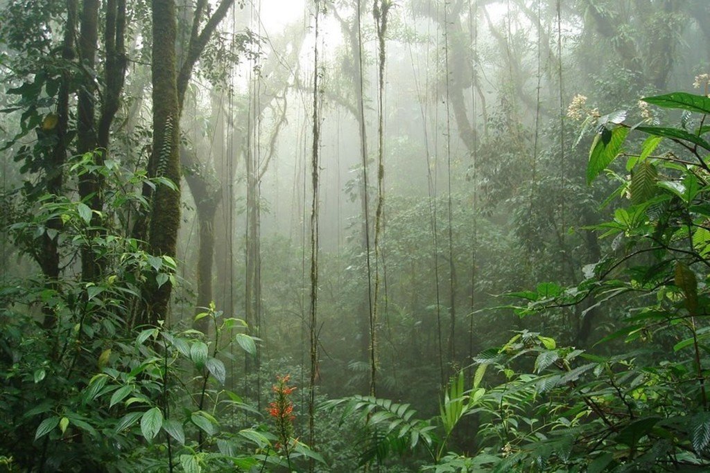 Ultimate Guide To Monteverde Costa Rica S Lost World Kimkim