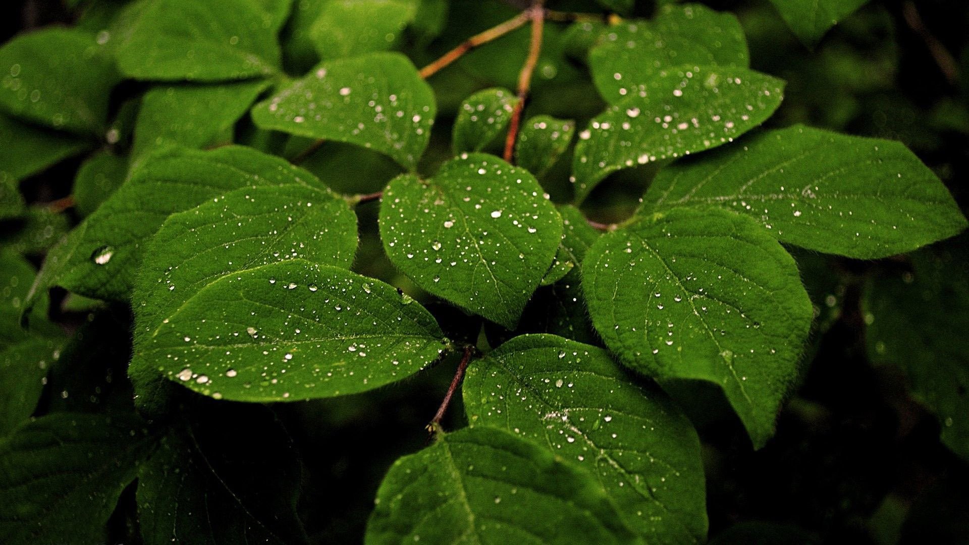 Green Leaf Wallpaper HD