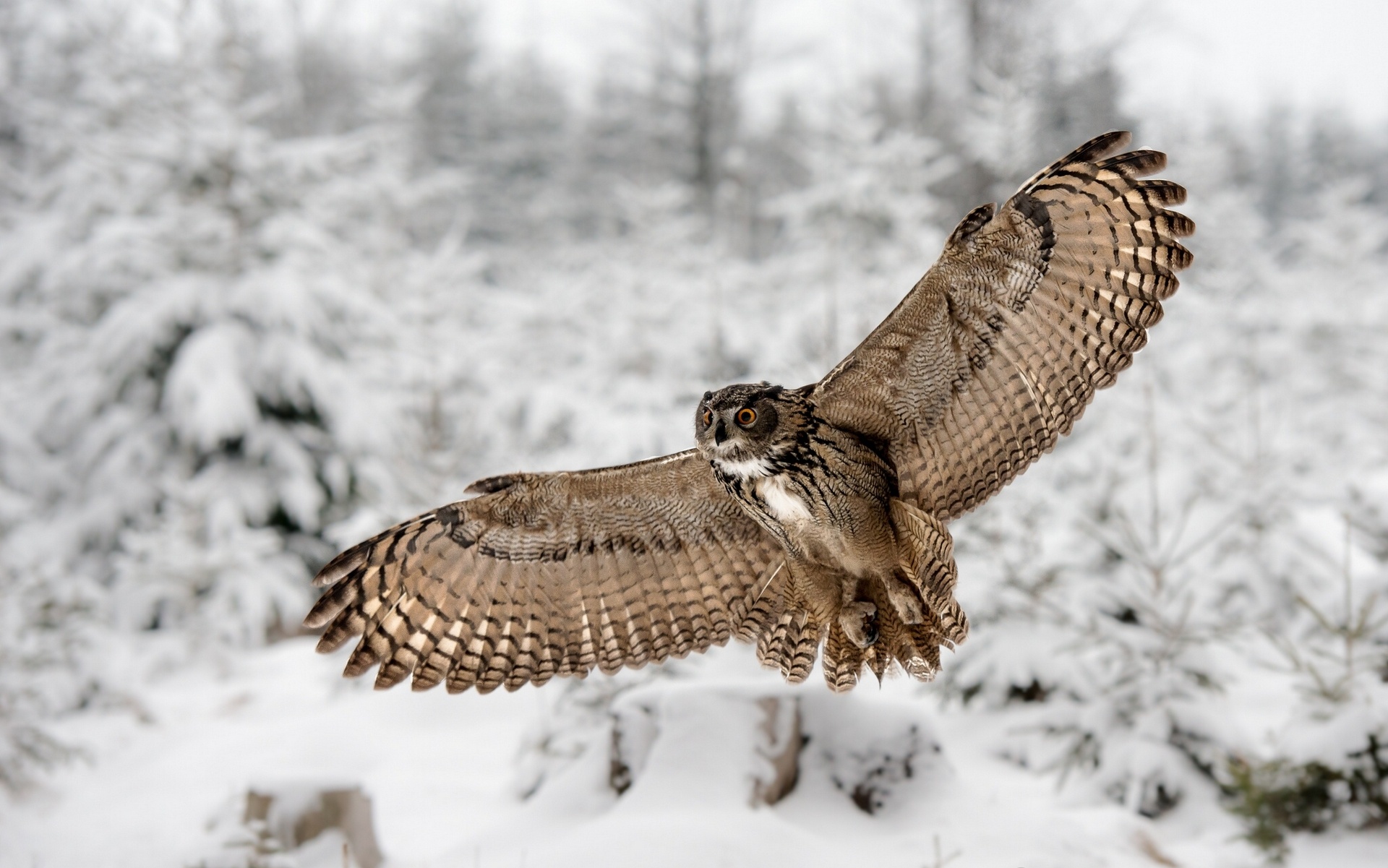 Owl Wings Winter Wallpaper