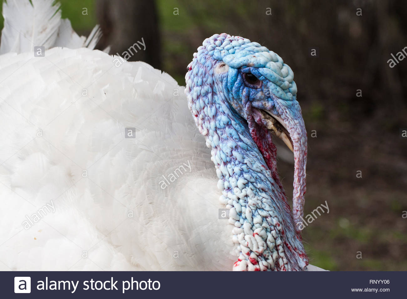 Portrait Of A White Turkey Male Or Gobbler Closeup On Green