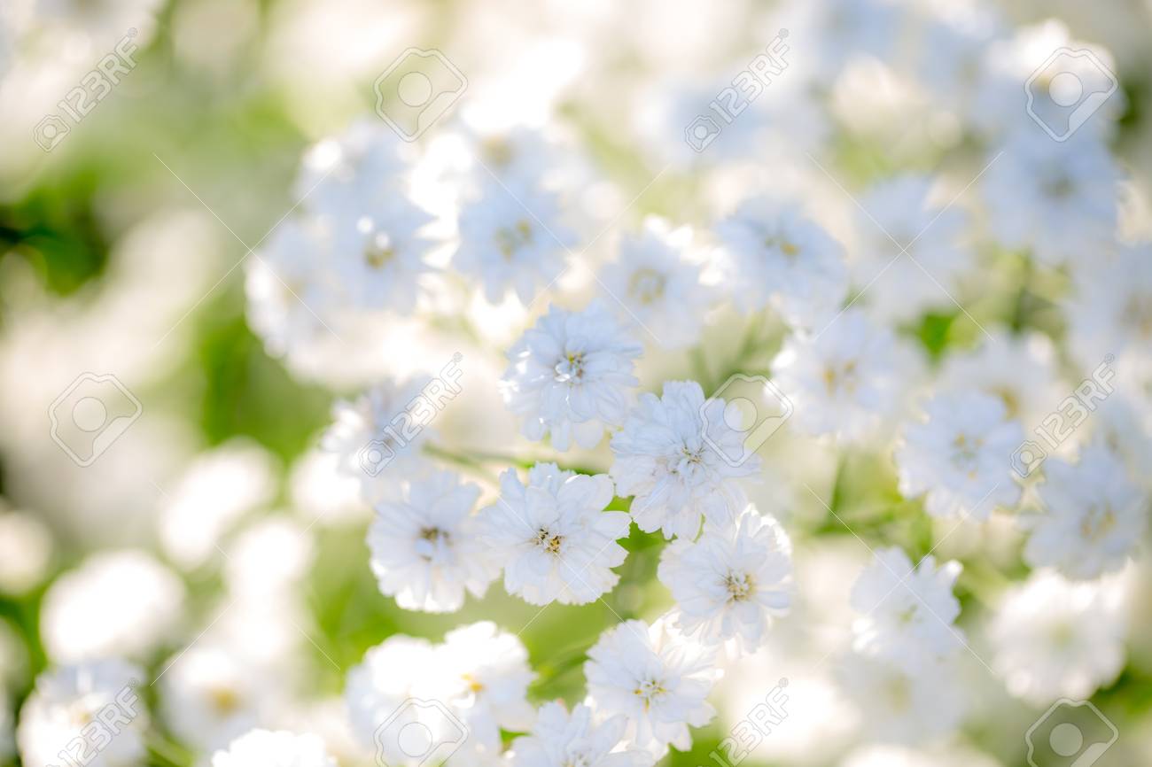 Very Light Background Of Flowers Baby S Breath A Soft Unfocused