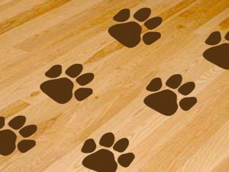 The Appealing Pics Above Is Section Of Dog Paws Print Wallpaper For