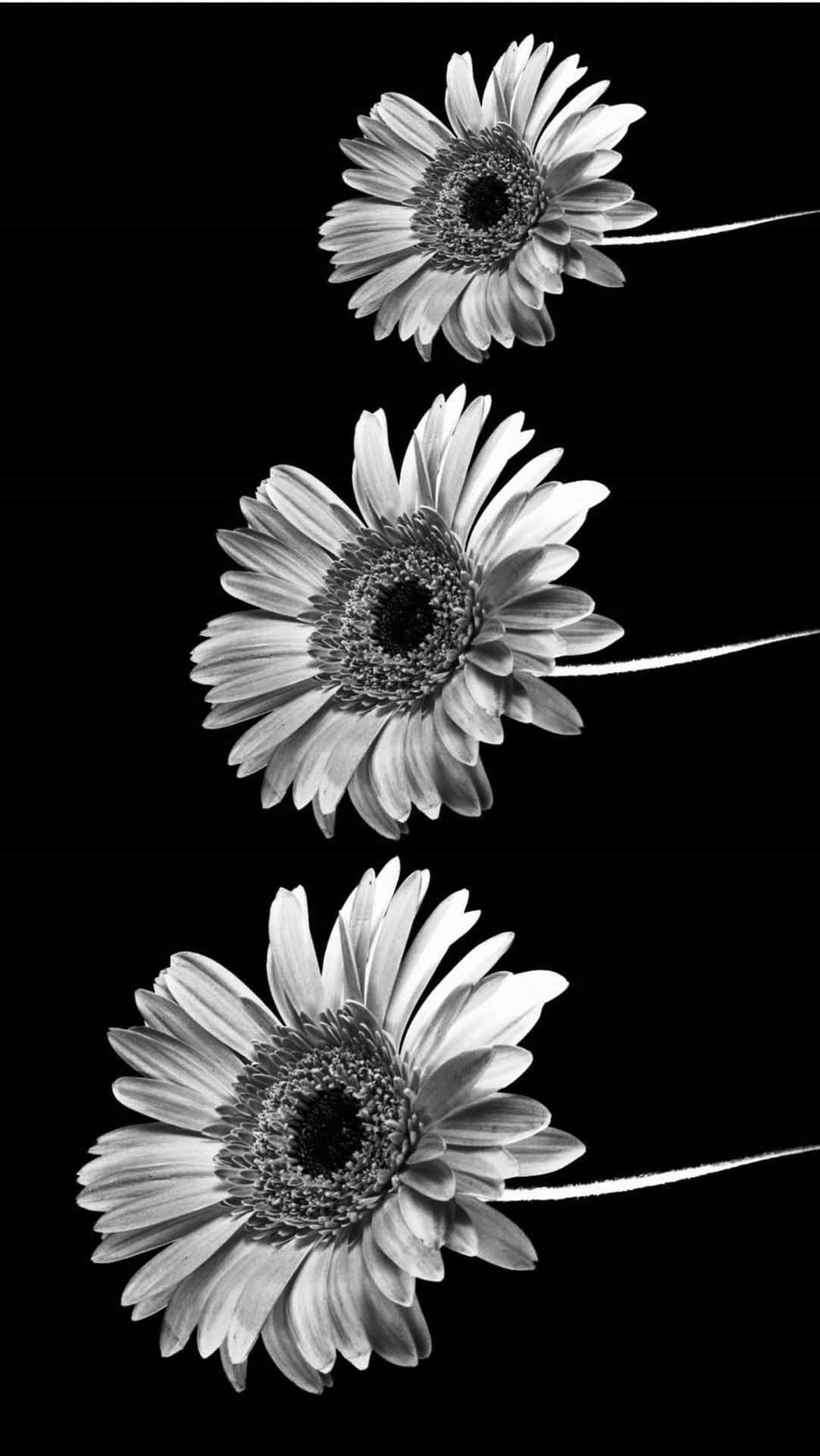 White Flower iPhone Wallpaper