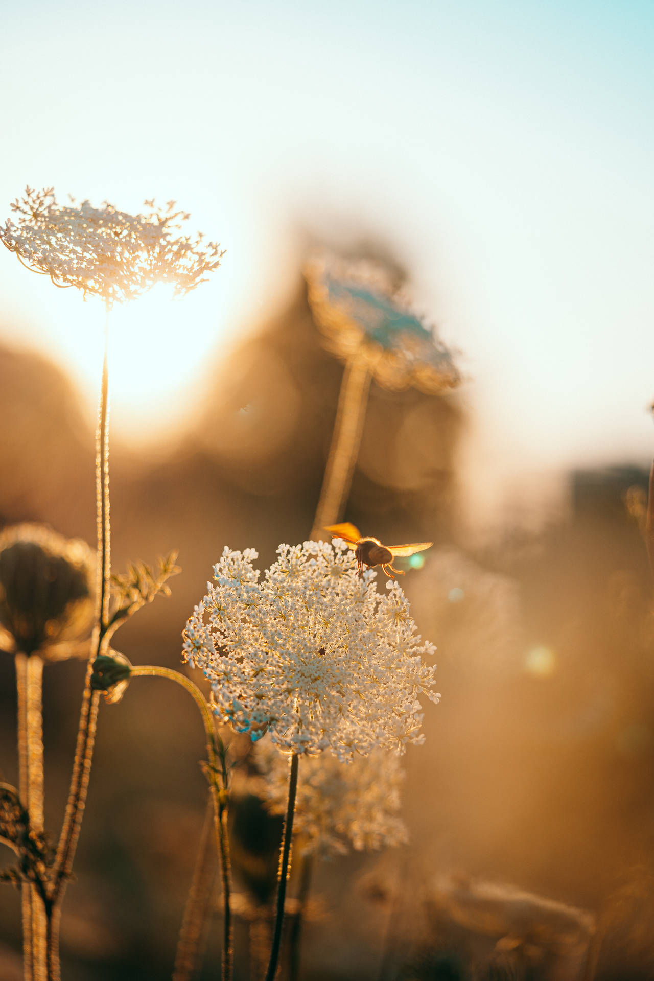 Top Flower Android Wallpaper Full HD 4k To Use