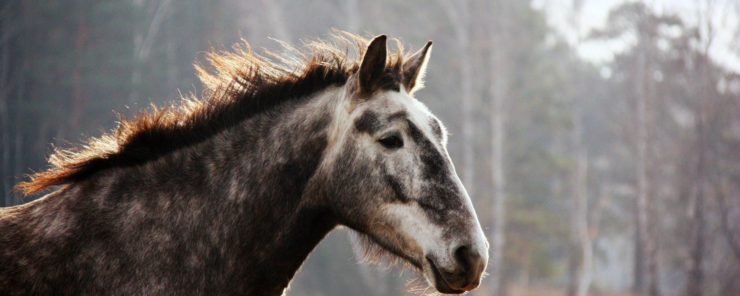 Horse Face Wallpaper