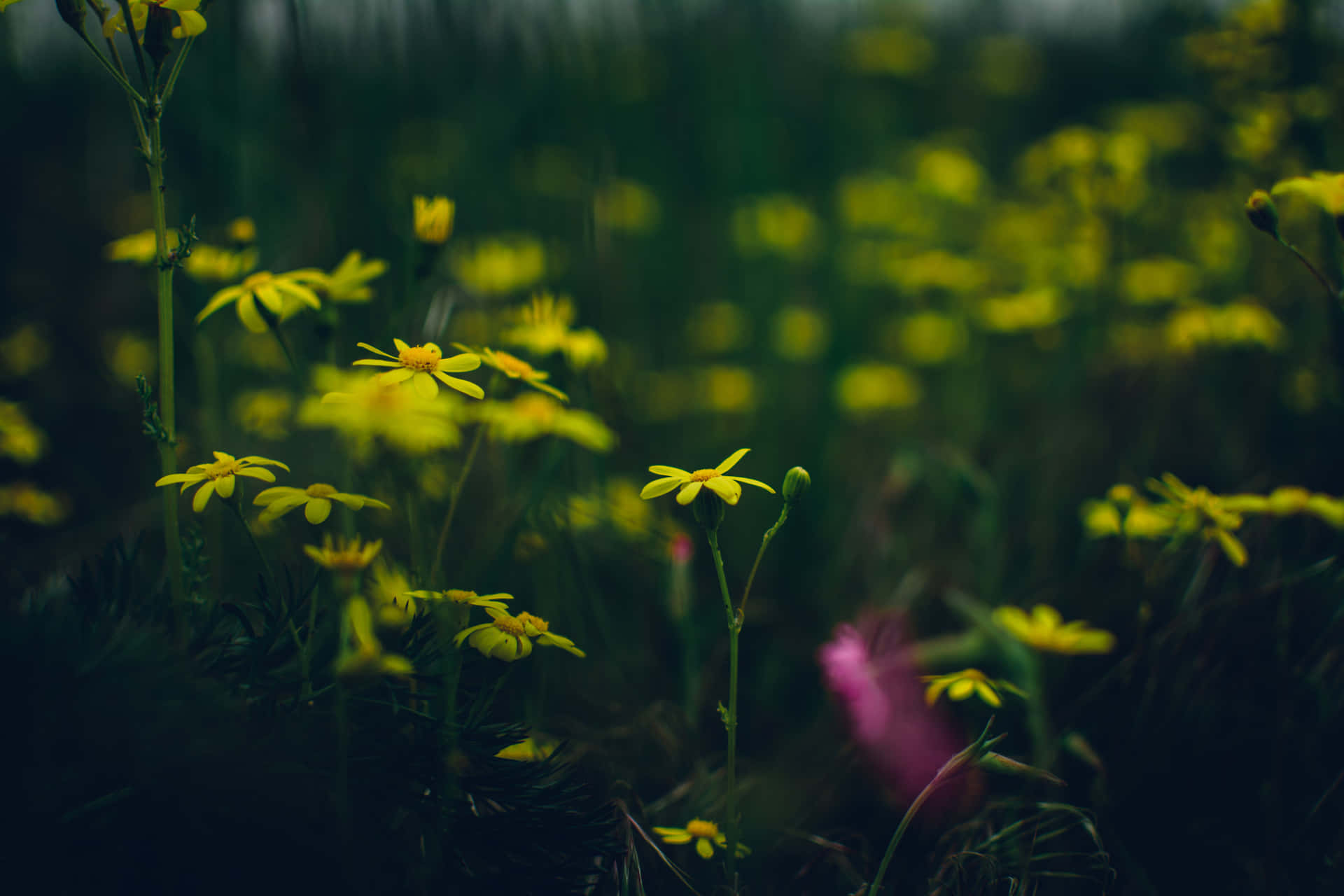 Dark Nature Wallpaper